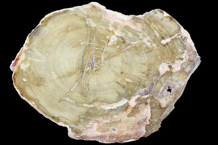 Petrified Wood (Araucaria) Slice - Madagascar #83253